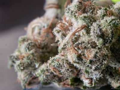 What are CBD buds?